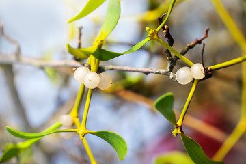 Mistletoes leaves and berries on a branches