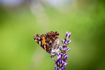 Painted lady, Cosmopolite (Vanessa cardui) on Lavender (Lavandula)