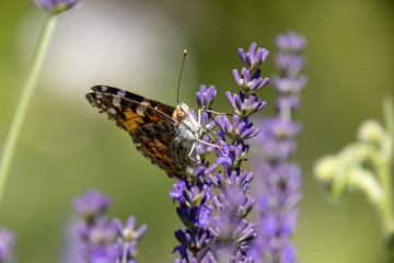 Painted lady, Cosmopolite (Vanessa cardui) on Lavender (Lavandula)