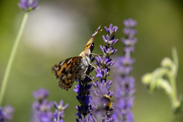 Painted lady, Cosmopolite (Vanessa cardui) on Lavender (Lavandula)