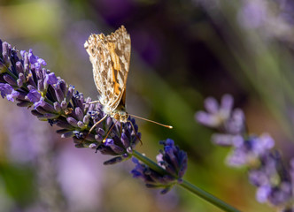 Painted lady, Cosmopolite (Vanessa cardui) on Lavender (Lavandula)