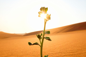 A lonely plant growing on a desert at sunrise. Rebirth, hope, new beginnings concept.