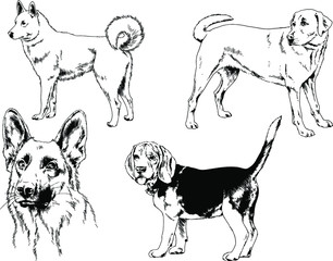 vector drawings sketches pedigree dogs in the racks drawn in ink by hand , objects with no background