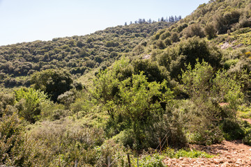 Fototapeta na wymiar Tel Yodfat National Park