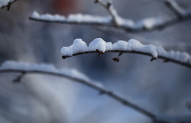 Flakes of snow on branch. Selective focus of Snowflake on tree during winter, shallow depth of field