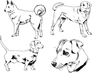 vector drawings sketches pedigree dogs in the racks drawn in ink by hand , objects with no background