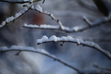 Flakes of snow on branch. Selective focus of Snowflake on tree during winter, shallow depth of field