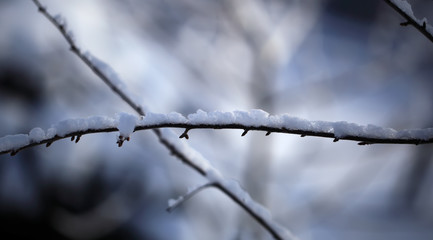 Flakes of snow on branch. Selective focus of Snowflake on tree during winter, shallow depth of field
