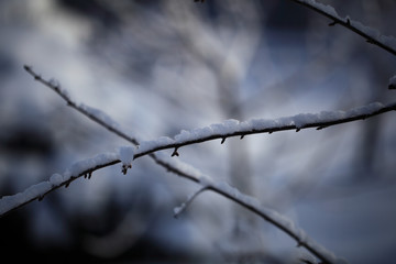 Flakes of snow on branch. Selective focus of Snowflake on tree during winter, shallow depth of field