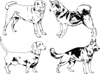 vector drawings sketches pedigree dogs in the racks drawn in ink by hand , objects with no background