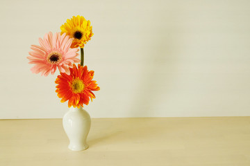 Three color Gerbera Daisy flowers on white background