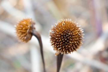 dry flowers on the background of snowy ground