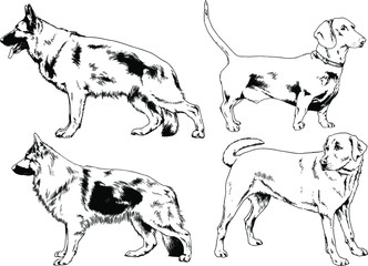 vector drawings sketches pedigree dogs in the racks drawn in ink by hand , objects with no background