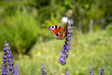 European peacock (Aglais io) on Lavender (Lavandula)