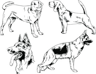 vector drawings sketches pedigree dogs in the racks drawn in ink by hand , objects with no background