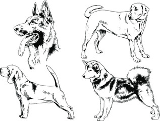 vector drawings sketches pedigree dogs in the racks drawn in ink by hand , objects with no background