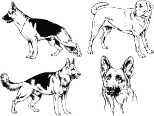 vector drawings sketches pedigree dogs in the racks drawn in ink by hand , objects with no background