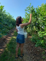 Woman picking Bluerberries at blueberry farm in Nashua New Hampshire USA