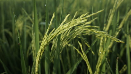 Awesome Grains of Rice