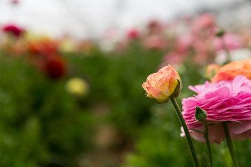 Obraz premium The strawberry and the flower - self picking