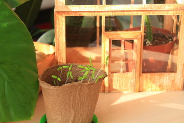 Miniature wooden greenhouse, home decor