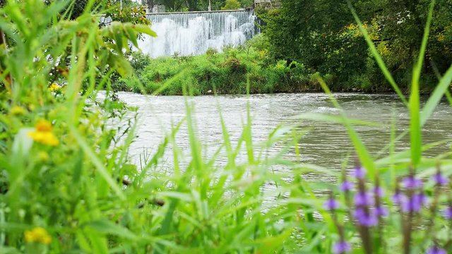 Weir waterfall on the Root River in Lanesboro, Minnesota with zoom in through reeds.