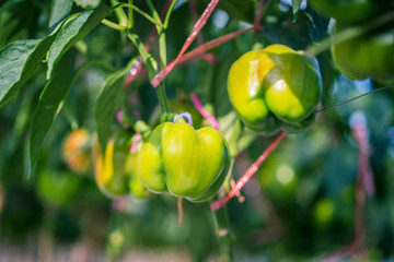 Green bell pepper plant.