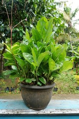green plant in a pot