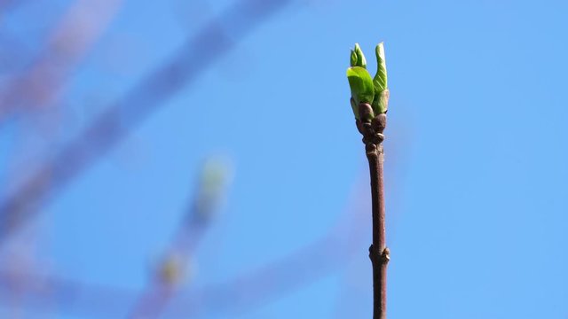 Spindle Tree (Euonymus europaeus) unfolding leaves - (4K)