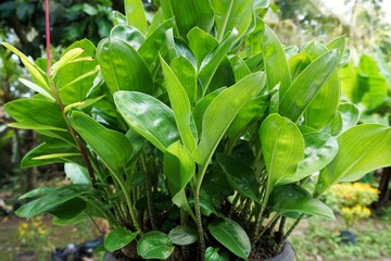 green plant in the garden