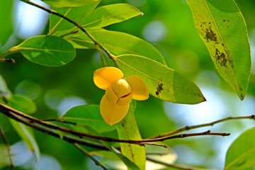 White cheesewood, Devil tree, Lamdman (Melodorum fruticosum Lour.) with green leaves as background.