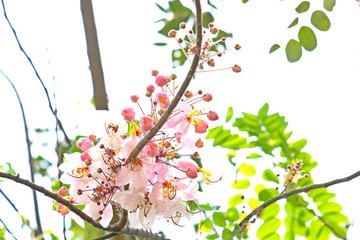 Blooming Blossom Cassia bakeriana (Wishing Tree, Pink Shower) flower.