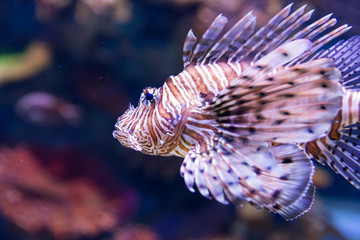 Israel Aquarium in Jerusalem