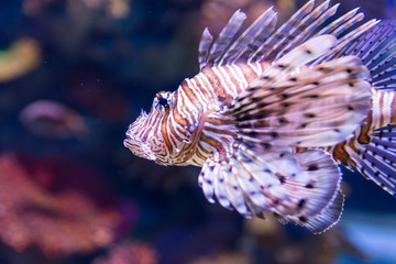 Israel Aquarium in Jerusalem