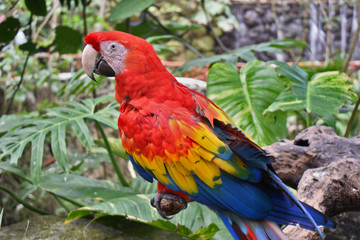Scarlet macaw parrot or Ara macao