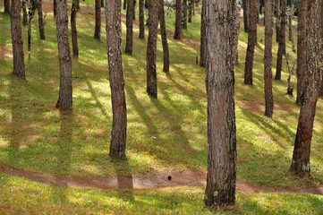 Obraz premium Forest nature trees