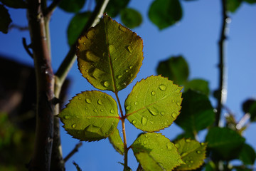 green leaves with water drops on a branch