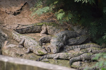 crocodile with mouth open