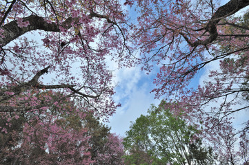 Cherry blossom tree in  Chiang MaiThailand