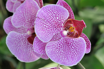Fototapeta na wymiar Flower pink orchid,