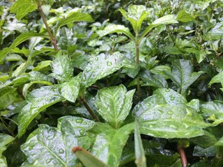  fresh leaves in the garden