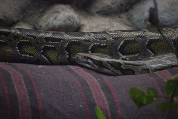 python snake reptile