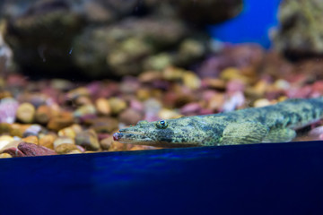 Israel Aquarium in Jerusalem