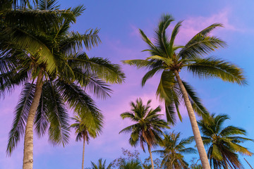Fototapeta na wymiar Tropical palm trees against a blue-purple sunset sky. Sunset in the tropics