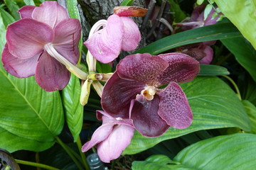 purple orchid flower