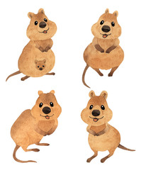 Set of cute kawaii hand drawn watercolor art. Collection of smiling australian quokka. Isolated on white background