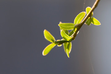 Branch and leaves of white willow (Salix alba). close up