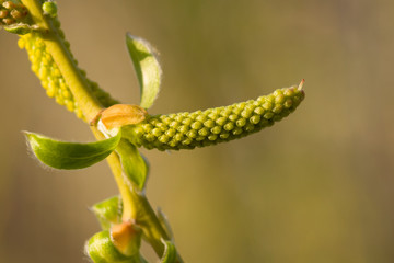 Branches of a white willow. Sunlight. Close up of wollow catkins . Willow Or Salix Species Catkin.