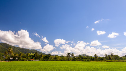 rural landscape with rice field