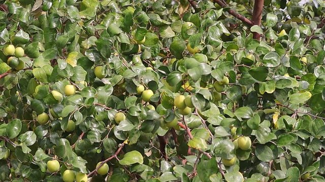 Jujube or ziziphus mauritiana fruit on the jujube tree in Rajasthan